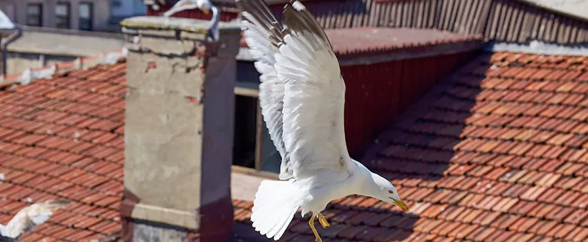 Residential Chimney Animal Removal Solution in Glens Falls, NY
